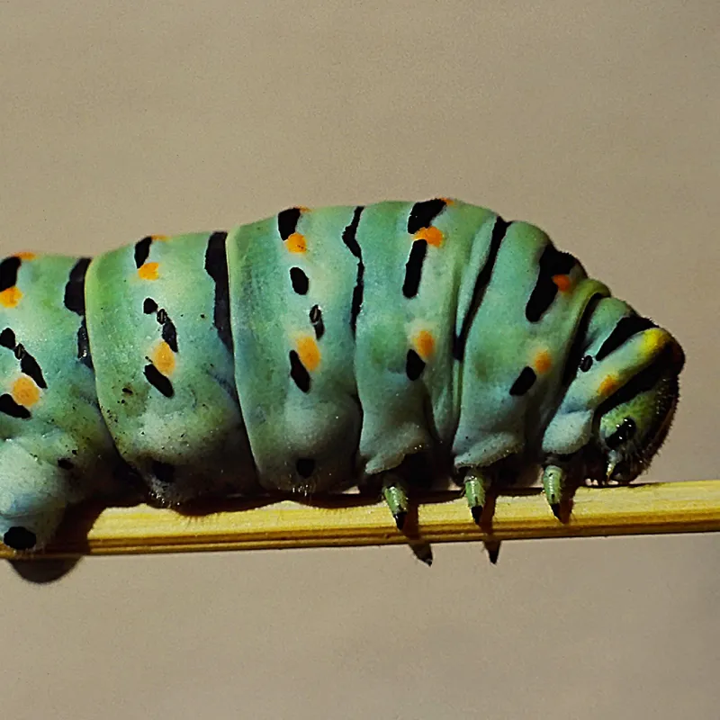 THE SWALLOWTAIL CATERPILLAR: A SMALL WONDER OF NATURE