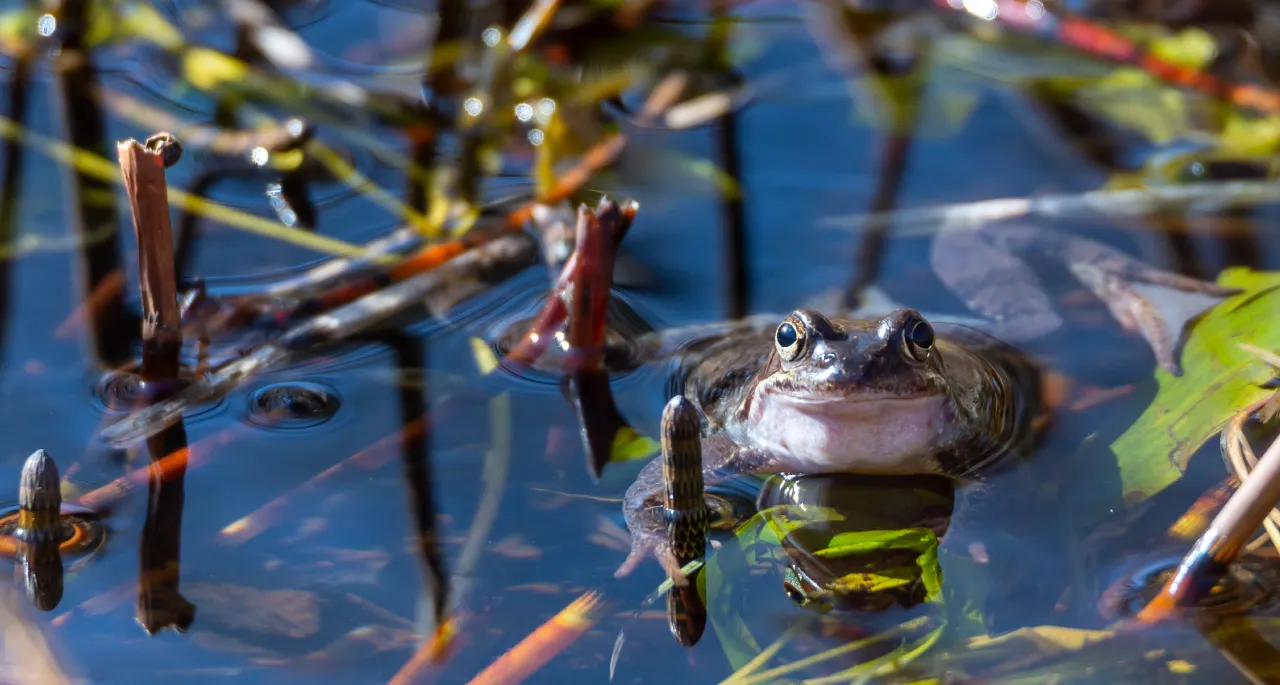 The wetlands (3 videos)