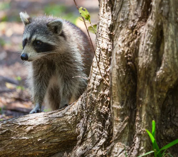 Animali e biodiversità del bosco
