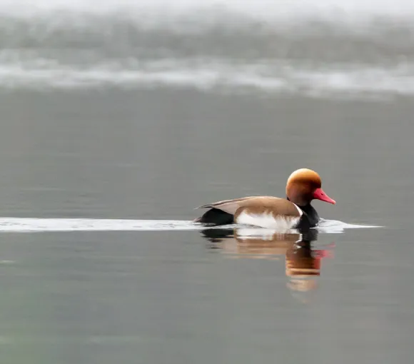 Italian nature in our videos