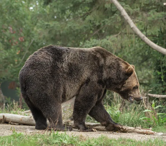 A treasure of stories about Italy's natural world