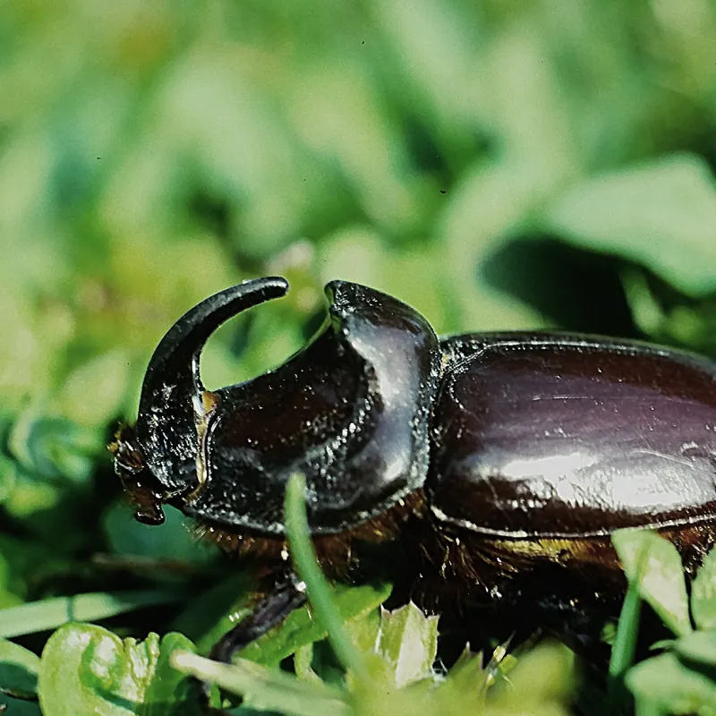 THE RHINOCEROS BEETLE